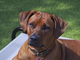 Rhodesian Ridgeback relaxing outside. photo