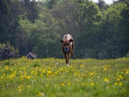 Ridgeback de Rodesia corriendo hacia la cámara foto