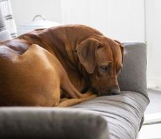 Rhodesian Ridgeback resting on sofa photo