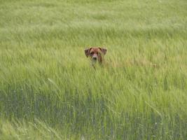 Rhodesian Ridgeback playing outside in grass photo