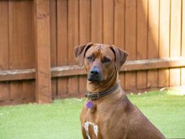 Ridgeback de Rodesia sentado obedientemente afuera foto