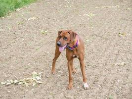 Rhodesian Ridgeback playing outside photo