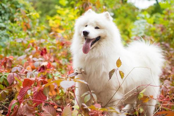 samoyed deutsch