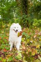 Samoyedo con ramita en la boca foto