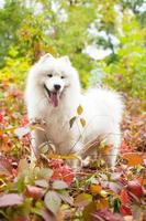 Samoyedo al aire libre en las hojas foto