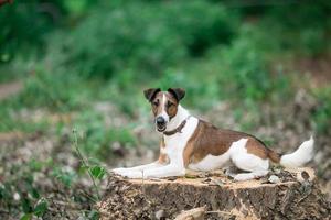 Smooth Fox Terrier sitting on a stump photo