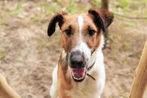 primer plano de fox terrier suave foto