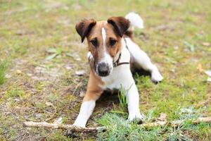 Smooth Fox Terrier sitting beside a stick photo