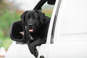 Black Labrador Retriever looking out window. photo