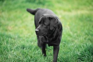 Black Labrador Retriever in grass photo