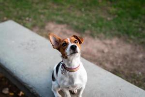 Obedient Jack Russell Terrier