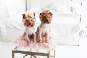 Two Yorkshire Terriers posing in a studio photo