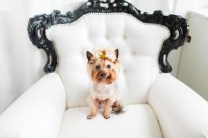 Yorkshire Terrier sitting on a chair