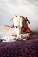 Greyhound resting on a bed photo