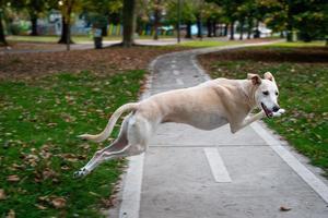 Greyhound jumping over sidewalk photo