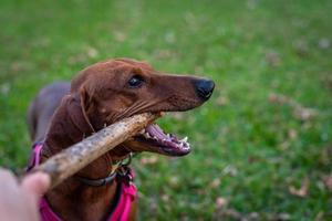 perro salchicha jugando con un palo foto