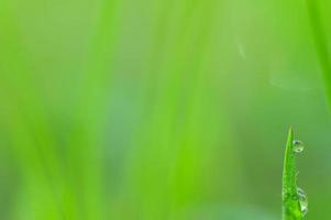 Water droplets on leaf   photo