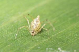 Yellow spider on green leaf photo