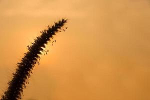 Tall grass in morning sun photo