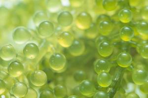 Seaweed grapes on a white background photo