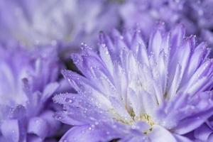 Purple flower with dew drops photo