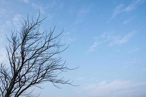 Dead tree reaches toward sky