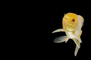 Macro white goldfish