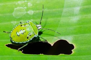 Macro stink bug on leaf photo