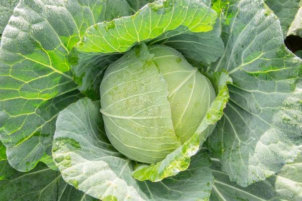 Raw Cabbage On A Plane On A Wooden Vintage Background Stock Photo, Picture  and Royalty Free Image. Image 57581571.