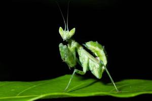 Green mantis bug photo