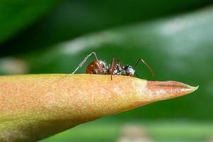 hormiga macro en el tallo