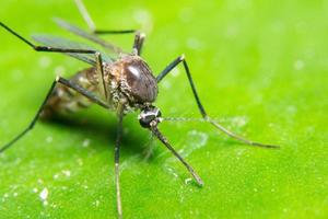Macro mosquito on leaf photo