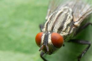 Fly on a leaf photo