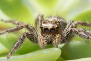 Macro spider close up photo