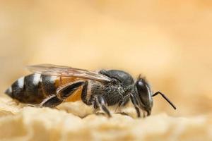 Cerca de abeja en colmena