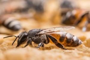 cerca de una abeja foto