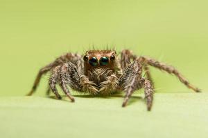 araña caminar sobre fondo verde foto