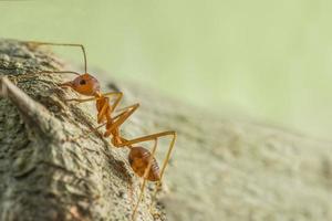 Red ant climbs tree