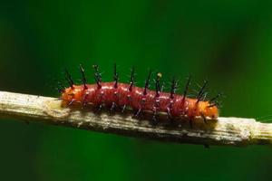 Close up of red caterpillar photo