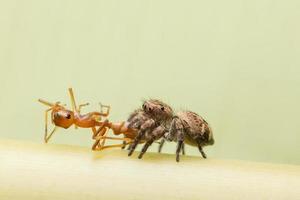 Spider eats ant photo