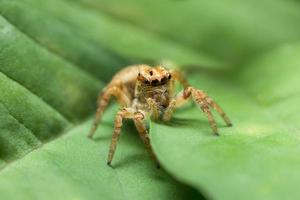 Brown spider on green leaf photo