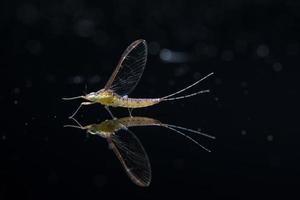 Ephemeroptera, or Mayfly on black glass photo