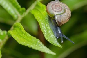 Small garden snail crossing branch