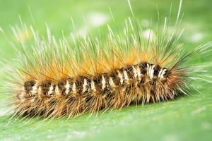 Close up of caterpillar photo