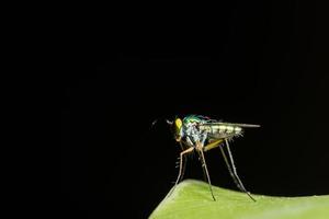Long legged fly on black background photo
