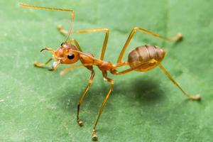 hormiga roja en la hoja