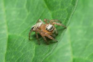 Close up of spider on leaf photo