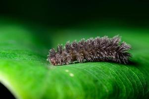 Caterpillar on leaf photo