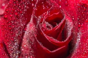 Water drops on red roses photo