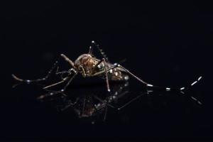 Macro mosquito on black background photo